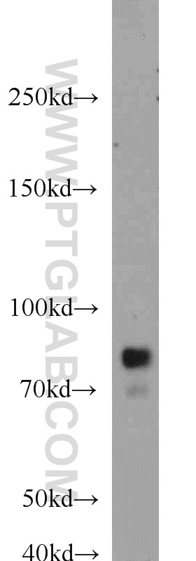 WB analysis of NIH/3T3 using 14446-1-AP