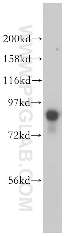 Western Blot (WB) analysis of NIH/3T3 cells using RSK3 Polyclonal antibody (14446-1-AP)