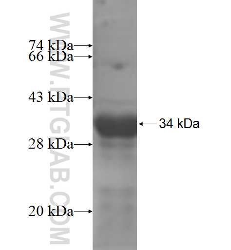 RPS6KA2 fusion protein Ag6079 SDS-PAGE