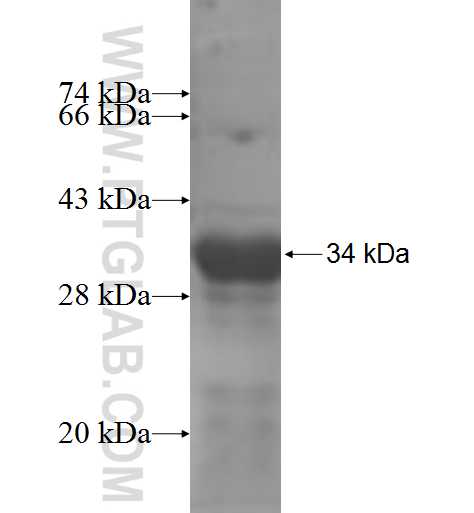 RPS6KA2 fusion protein Ag6079 SDS-PAGE