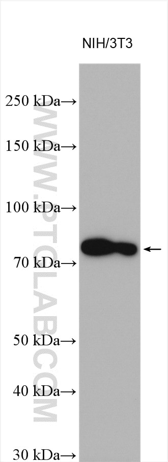 WB analysis using 23762-1-AP