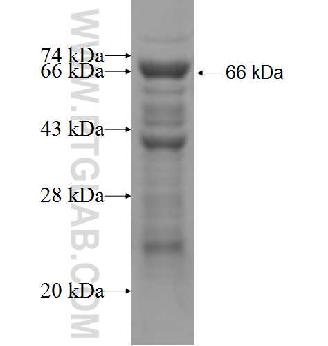 RPS6KA4 fusion protein Ag6098 SDS-PAGE