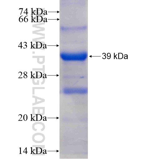RPS6KA4 fusion protein Ag7414 SDS-PAGE