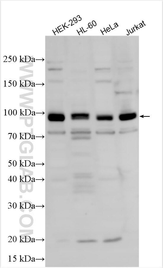Western Blot (WB) analysis of various lysates using MSK1 Polyclonal antibody (15977-1-AP)