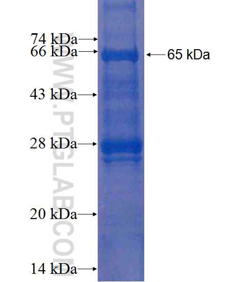 RPS6KA5 fusion protein Ag8765 SDS-PAGE