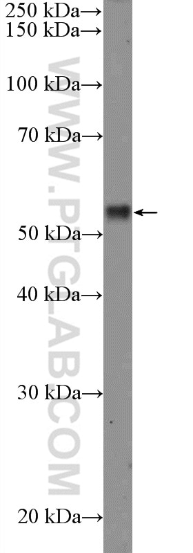 WB analysis of MCF-7 using 26194-1-AP