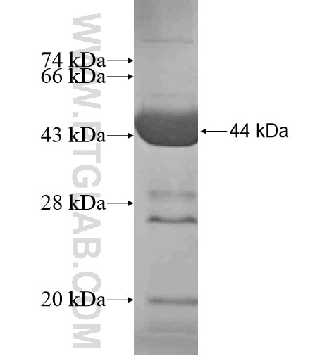 RPS6KL1 fusion protein Ag15099 SDS-PAGE