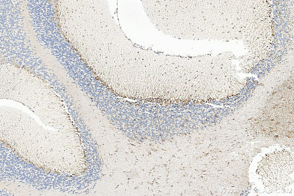 Immunohistochemistry (IHC) staining of mouse cerebellum tissue using RPS7 Polyclonal antibody (14491-1-AP)