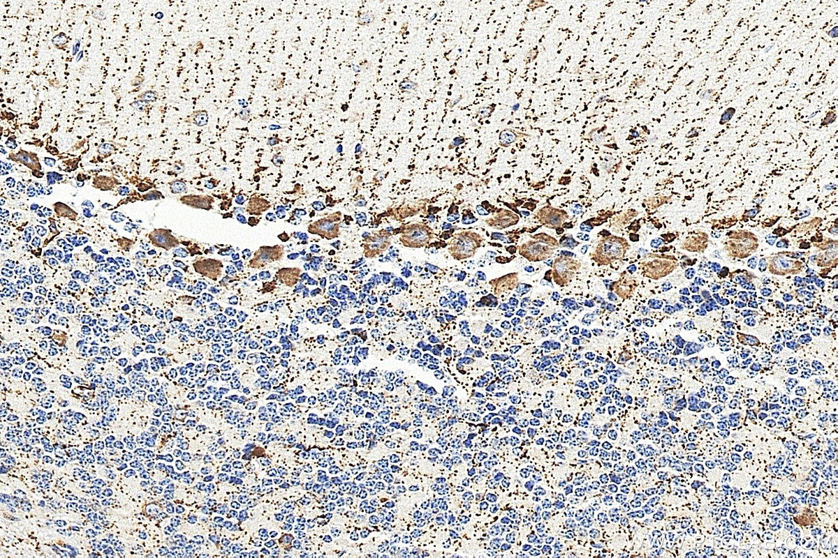 Immunohistochemistry (IHC) staining of mouse cerebellum tissue using RPS7 Polyclonal antibody (14491-1-AP)