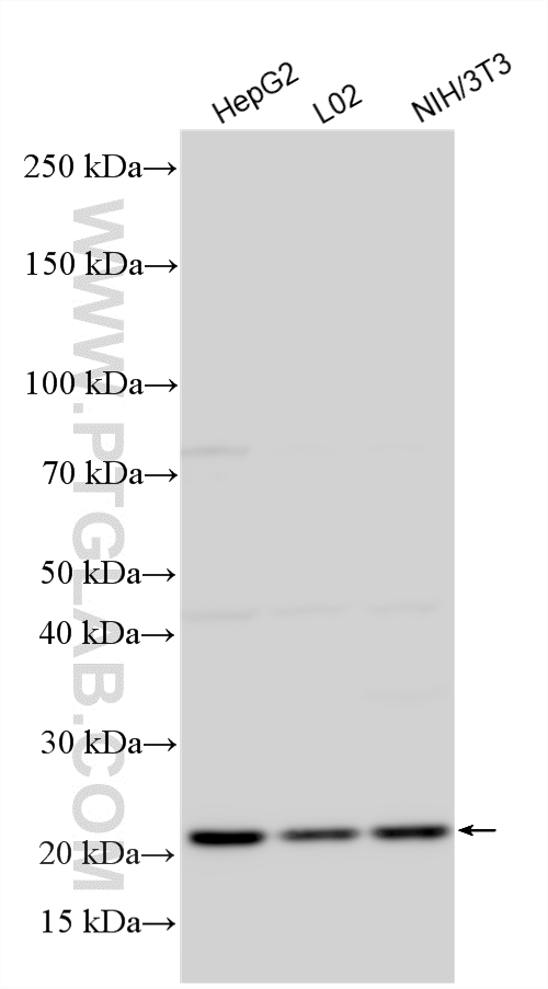 Western Blot (WB) analysis of various lysates using RPS7 Polyclonal antibody (14491-1-AP)