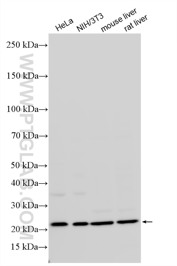 Western Blot (WB) analysis of various lysates using RPS7 Polyclonal antibody (14491-1-AP)