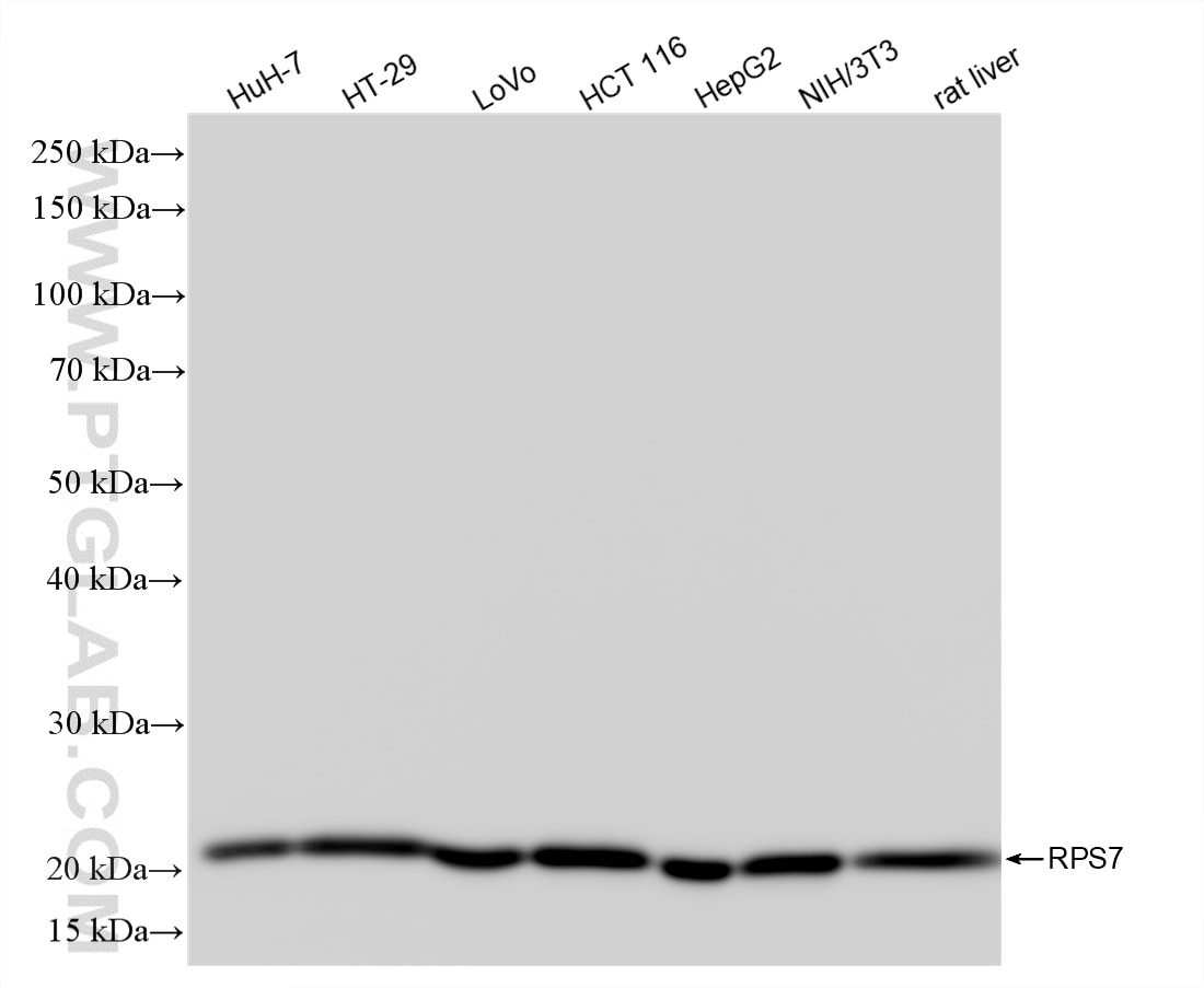 Western Blot (WB) analysis of various lysates using RPS7 Recombinant monoclonal antibody (87092-1-RR)