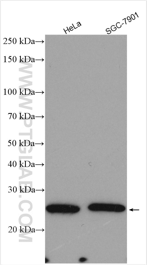 Western Blot (WB) analysis of various lysates using RPS8 Polyclonal antibody (18228-1-AP)