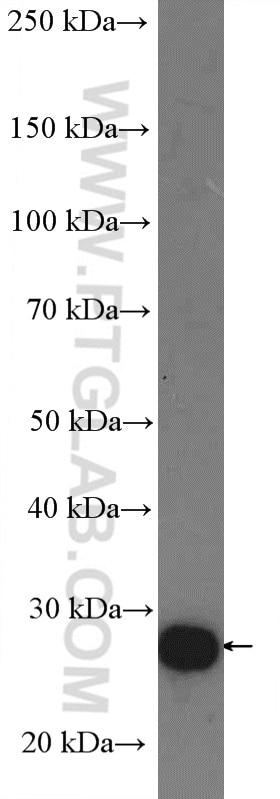 Western Blot (WB) analysis of SGC-7901 cells using RPS8 Polyclonal antibody (18228-1-AP)