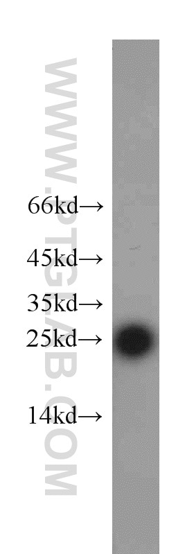 Western Blot (WB) analysis of HeLa cells using RPS8 Polyclonal antibody (18228-1-AP)
