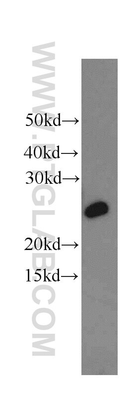 Western Blot (WB) analysis of HeLa cells using RPS8 Polyclonal antibody (18228-1-AP)