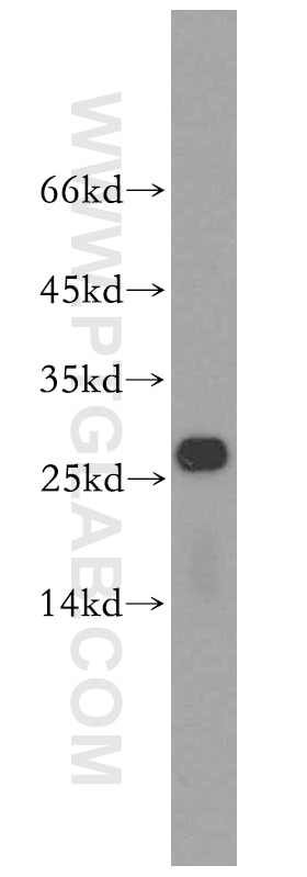 Western Blot (WB) analysis of mouse liver tissue using RPS8 Polyclonal antibody (18228-1-AP)