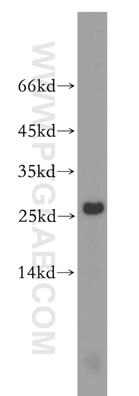 Western Blot (WB) analysis of PC-3 cells using RPS8 Polyclonal antibody (18228-1-AP)