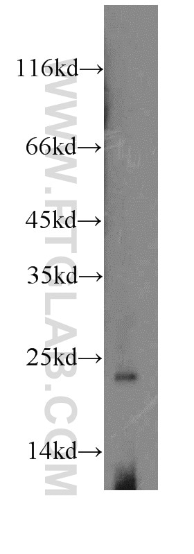 Western Blot (WB) analysis of mouse pancreas tissue using RPS8 Polyclonal antibody (18228-1-AP)