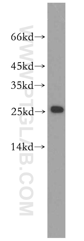 Western Blot (WB) analysis of A375 cells using RPS8 Polyclonal antibody (18228-1-AP)