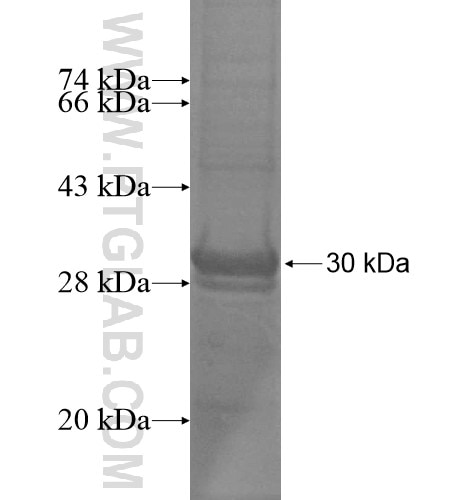 RPS8 fusion protein Ag12230 SDS-PAGE