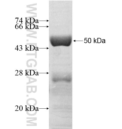 RPS8 fusion protein Ag12313 SDS-PAGE