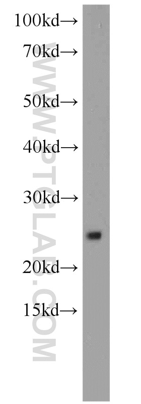 Western Blot (WB) analysis of mouse uterus tissue using RPS9 Polyclonal antibody (18215-1-AP)