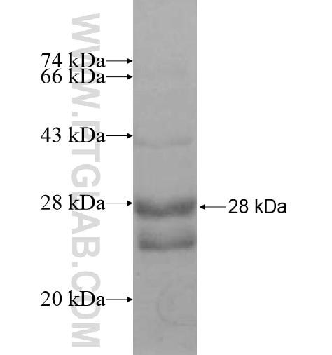 RPS9 fusion protein Ag12945 SDS-PAGE