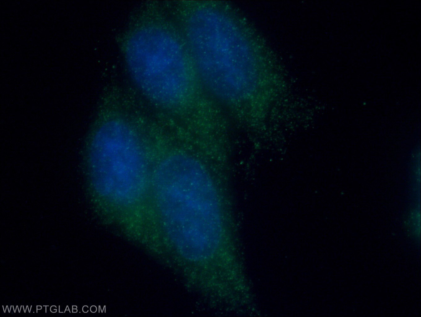 Immunofluorescence (IF) / fluorescent staining of HeLa cells using Raptor Polyclonal antibody (20984-1-AP)