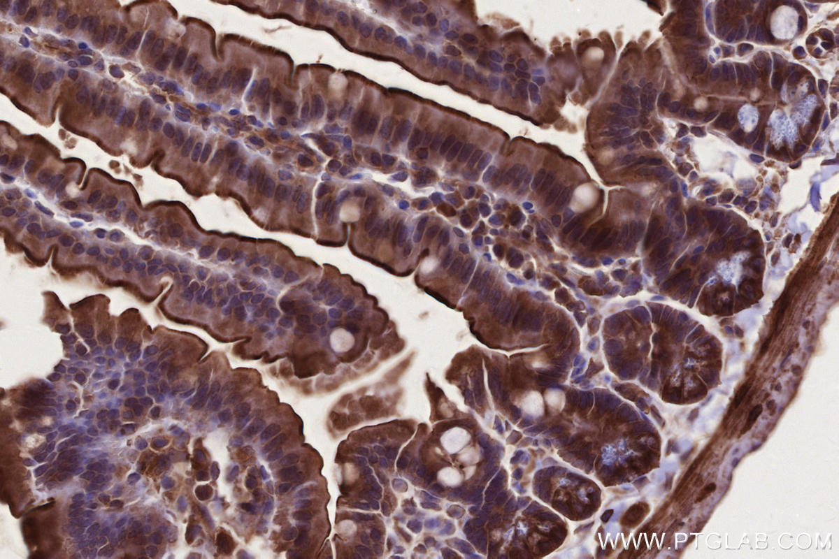 Immunohistochemistry (IHC) staining of mouse small intestine tissue using Raptor Polyclonal antibody (20984-1-AP)