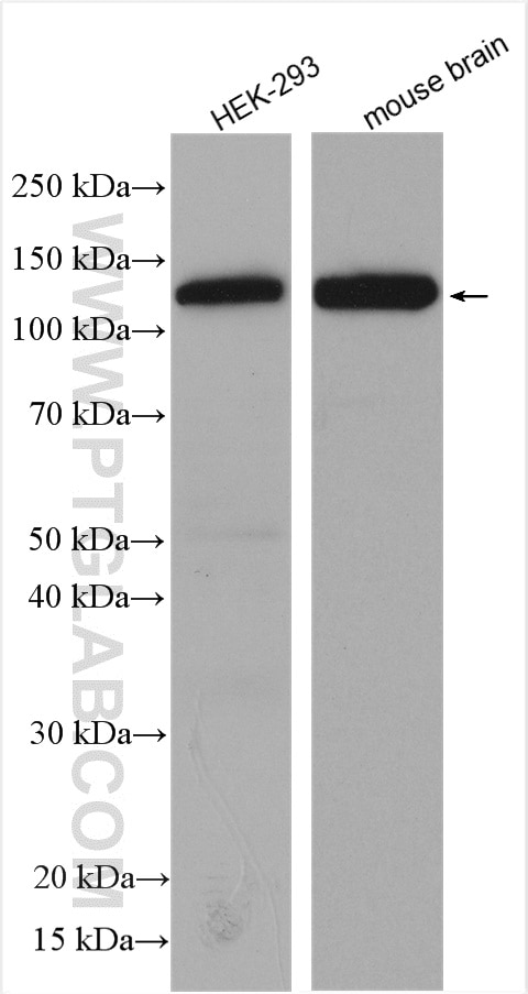 Western Blot (WB) analysis of various lysates using Raptor Polyclonal antibody (20984-1-AP)