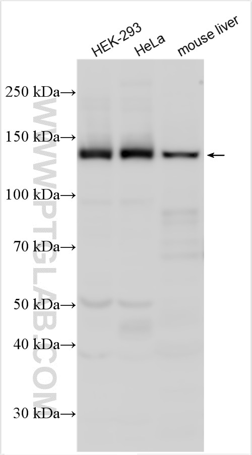 Western Blot (WB) analysis of various lysates using Raptor Polyclonal antibody (20984-1-AP)