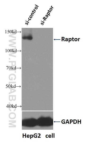 Western Blot (WB) analysis of HepG2 cells using Raptor Polyclonal antibody (20984-1-AP)