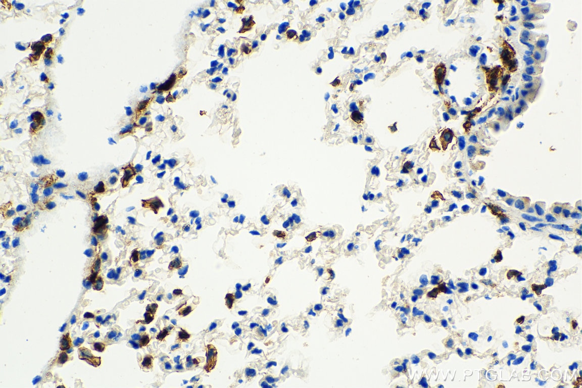 Immunohistochemistry (IHC) staining of mouse lung tissue using CD45 Polyclonal antibody (20103-1-AP)
