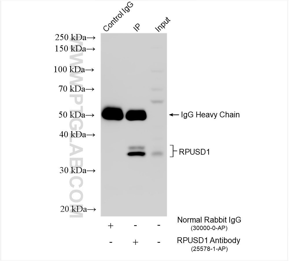 Immunoprecipitation (IP) experiment of HeLa cells using RPUSD1 Polyclonal antibody (25578-1-AP)
