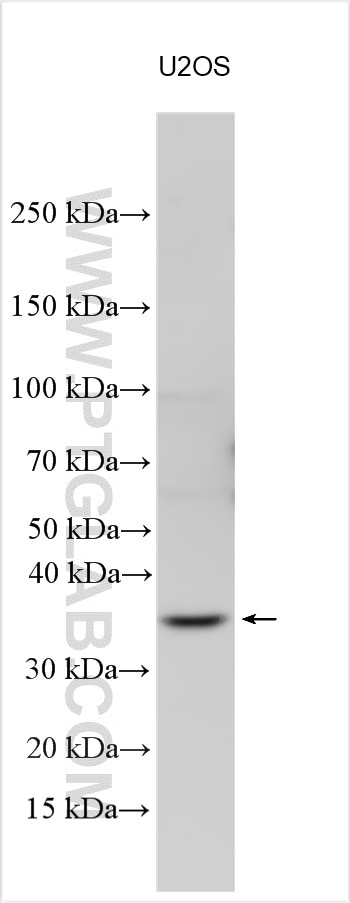 Western Blot (WB) analysis of various lysates using RPUSD1 Polyclonal antibody (25578-1-AP)