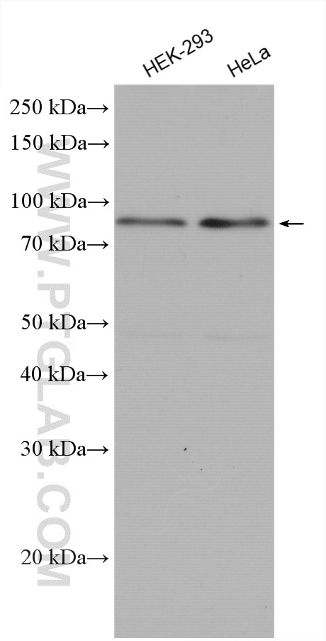 Western Blot (WB) analysis of various lysates using RPUSD2 Polyclonal antibody (25707-1-AP)