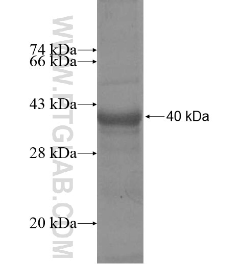 RPUSD3 fusion protein Ag11961 SDS-PAGE