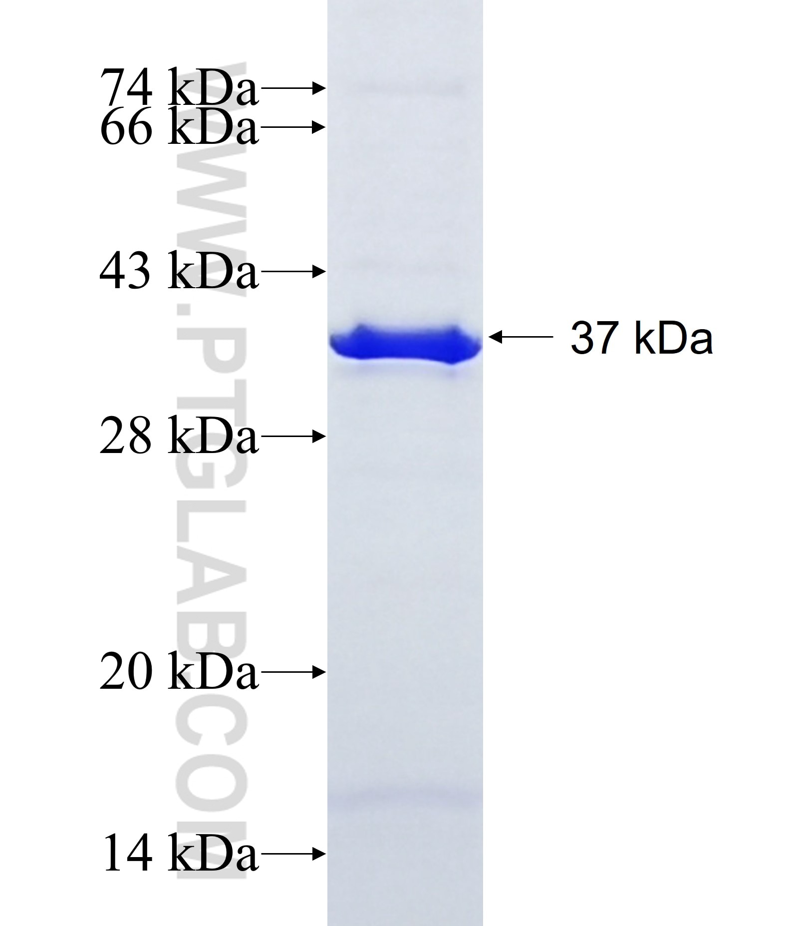 RPUSD3 fusion protein Ag11961 SDS-PAGE