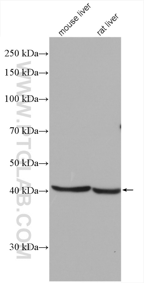 Western Blot (WB) analysis of various lysates using RPUSD4 Polyclonal antibody (27843-1-AP)