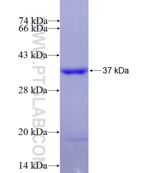 RPUSD4 fusion protein Ag27114 SDS-PAGE