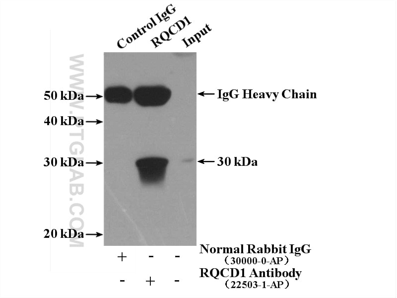 IP experiment of MCF-7 using 22503-1-AP