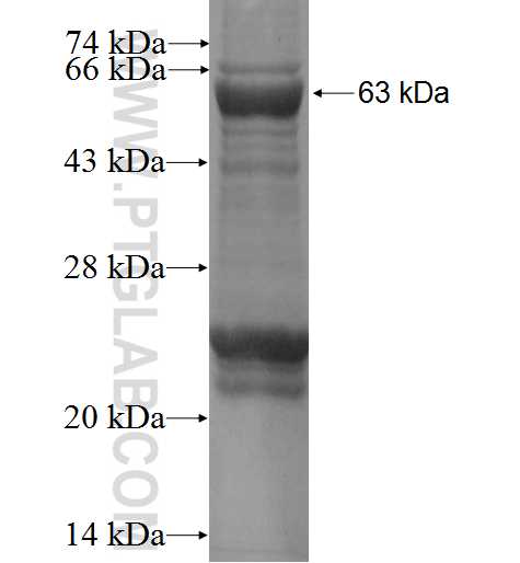 RRAGA fusion protein Ag0952 SDS-PAGE