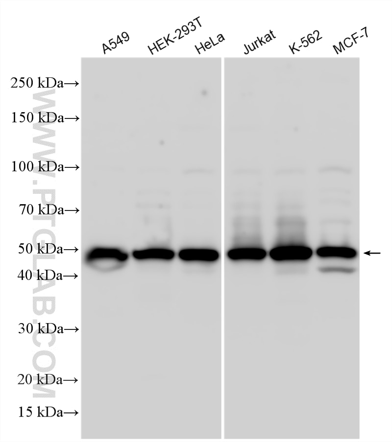 Western Blot (WB) analysis of various lysates using RRAGC Polyclonal antibody (26989-1-AP)