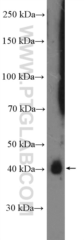 Western Blot (WB) analysis of HeLa cells using RRAGC Polyclonal antibody (26989-1-AP)