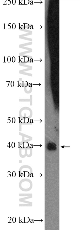 Western Blot (WB) analysis of MCF-7 cells using RRAGC Polyclonal antibody (26989-1-AP)