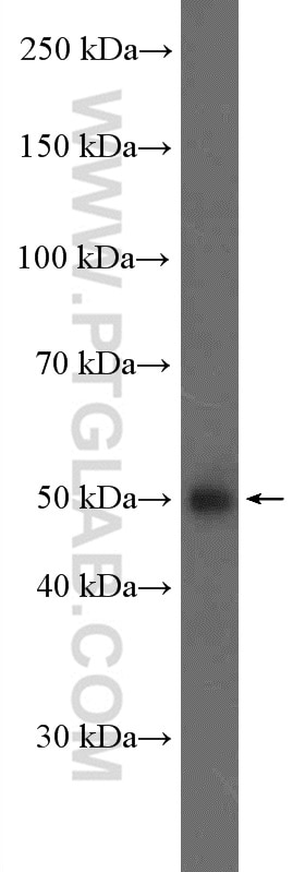 Western Blot (WB) analysis of HEK-293T cells using RRAGC Polyclonal antibody (26989-1-AP)