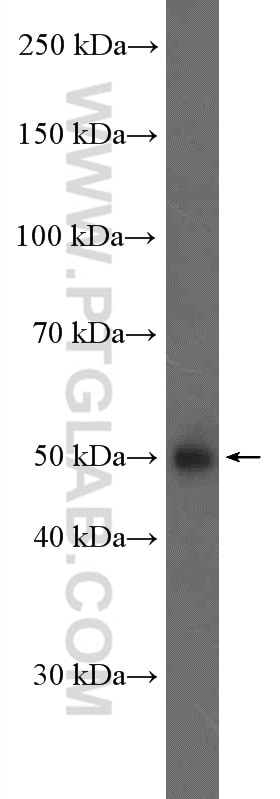 WB analysis of HEK-293T using 26989-1-AP