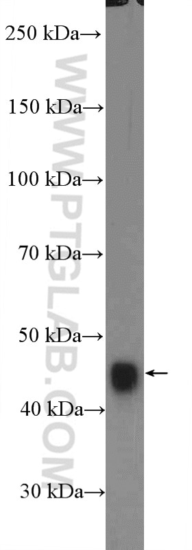 Western Blot (WB) analysis of NIH/3T3 cells using RRAGC Polyclonal antibody (26989-1-AP)