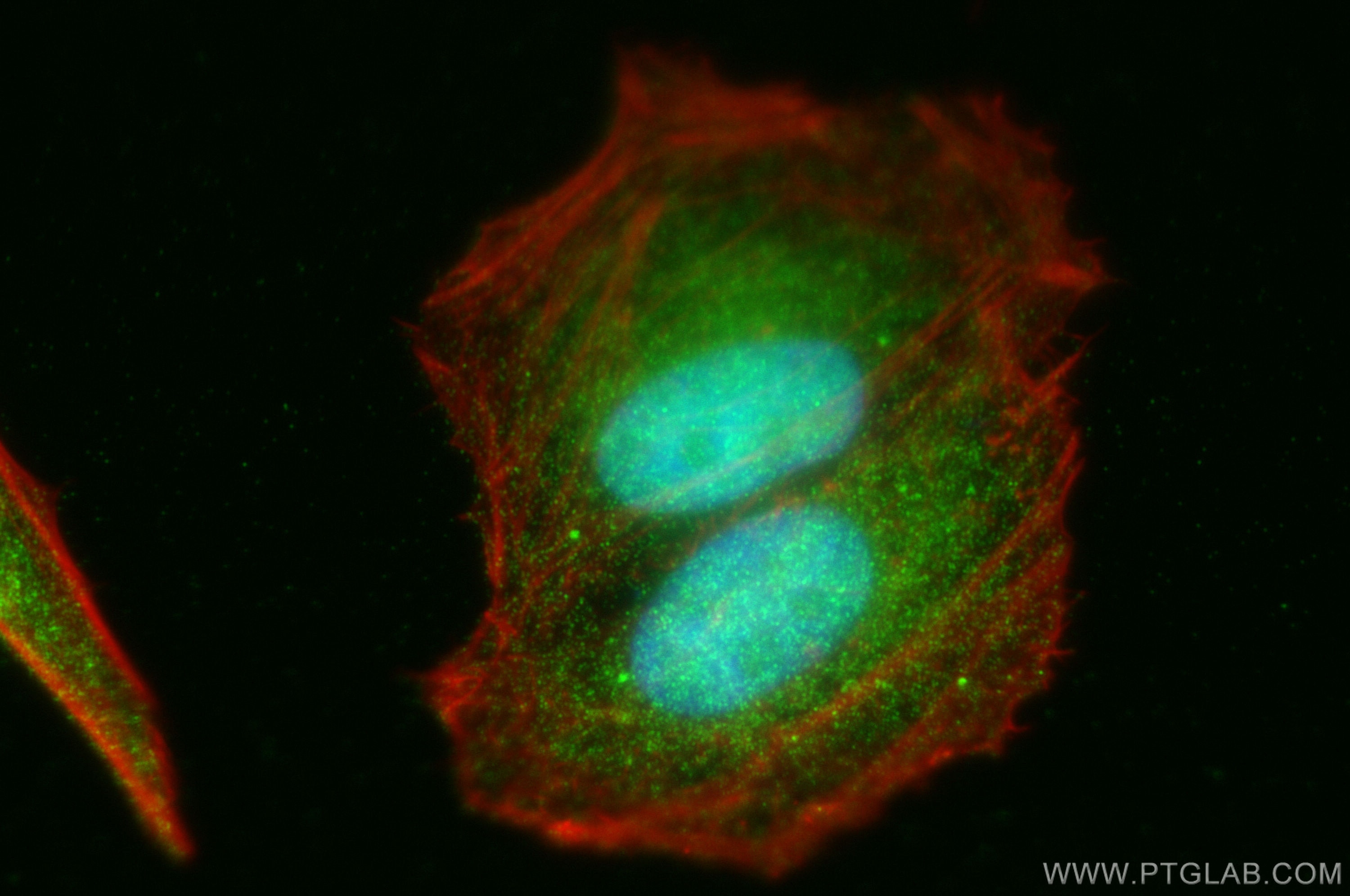 Immunofluorescence (IF) / fluorescent staining of HepG2 cells using RRAGD Polyclonal antibody (15315-1-AP)